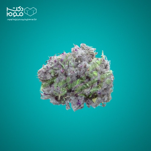 چای کوهی - دکتر موم