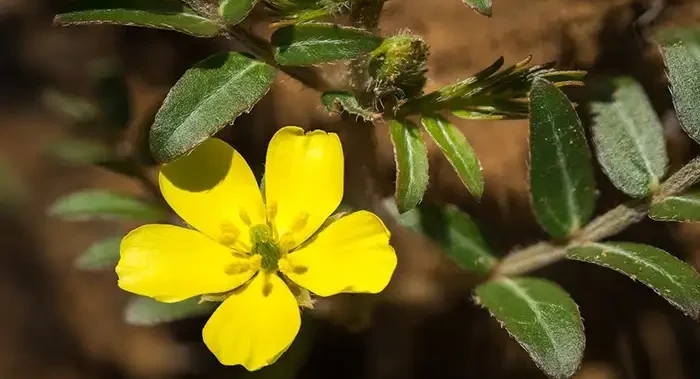 عرقیات گیاهی _ عرق بادرنجبویه